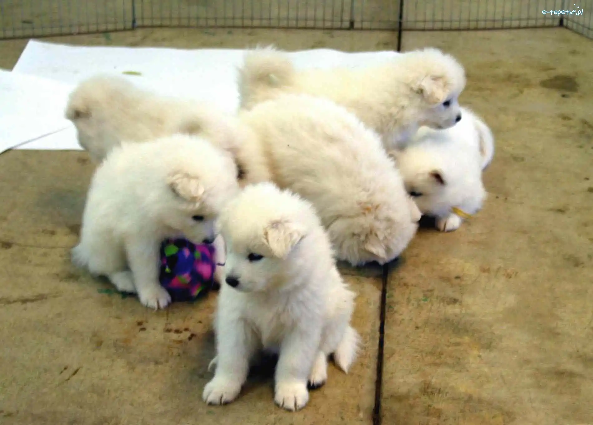 Samojed, sześć szczeniaków