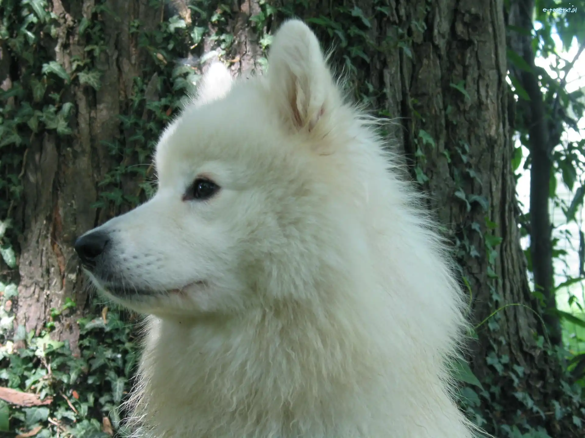 Samojed, pysk