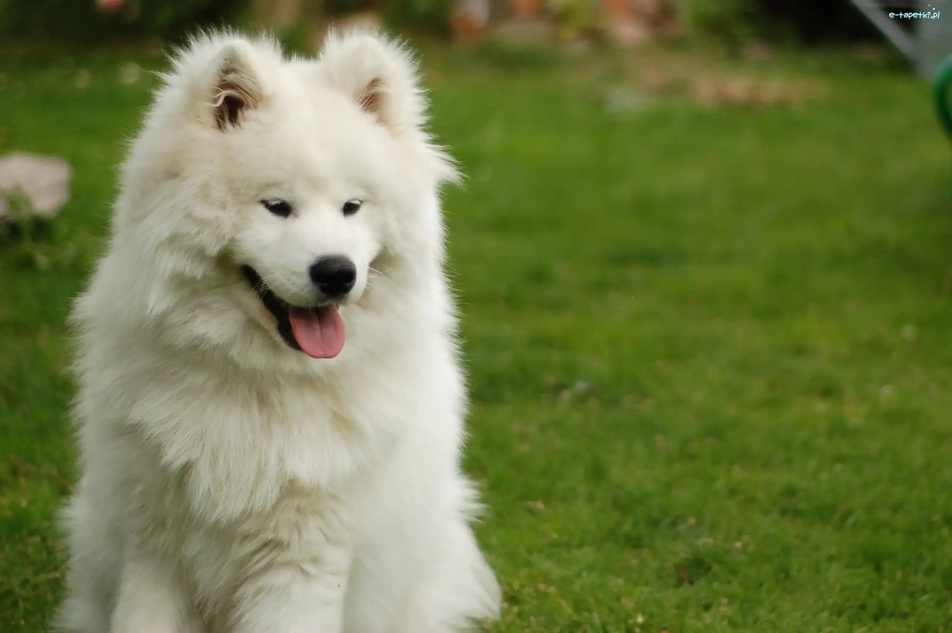 Samojed, śliczny