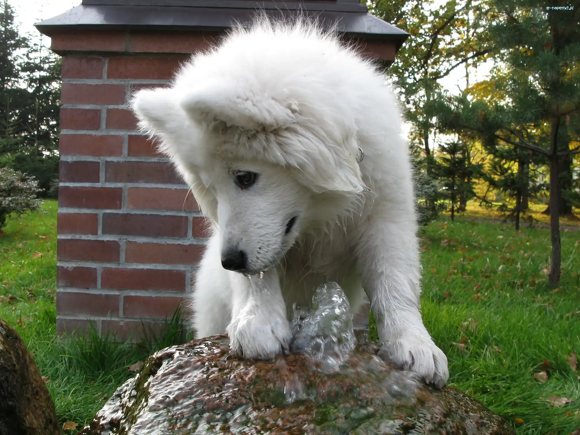 fontanna, Samojed