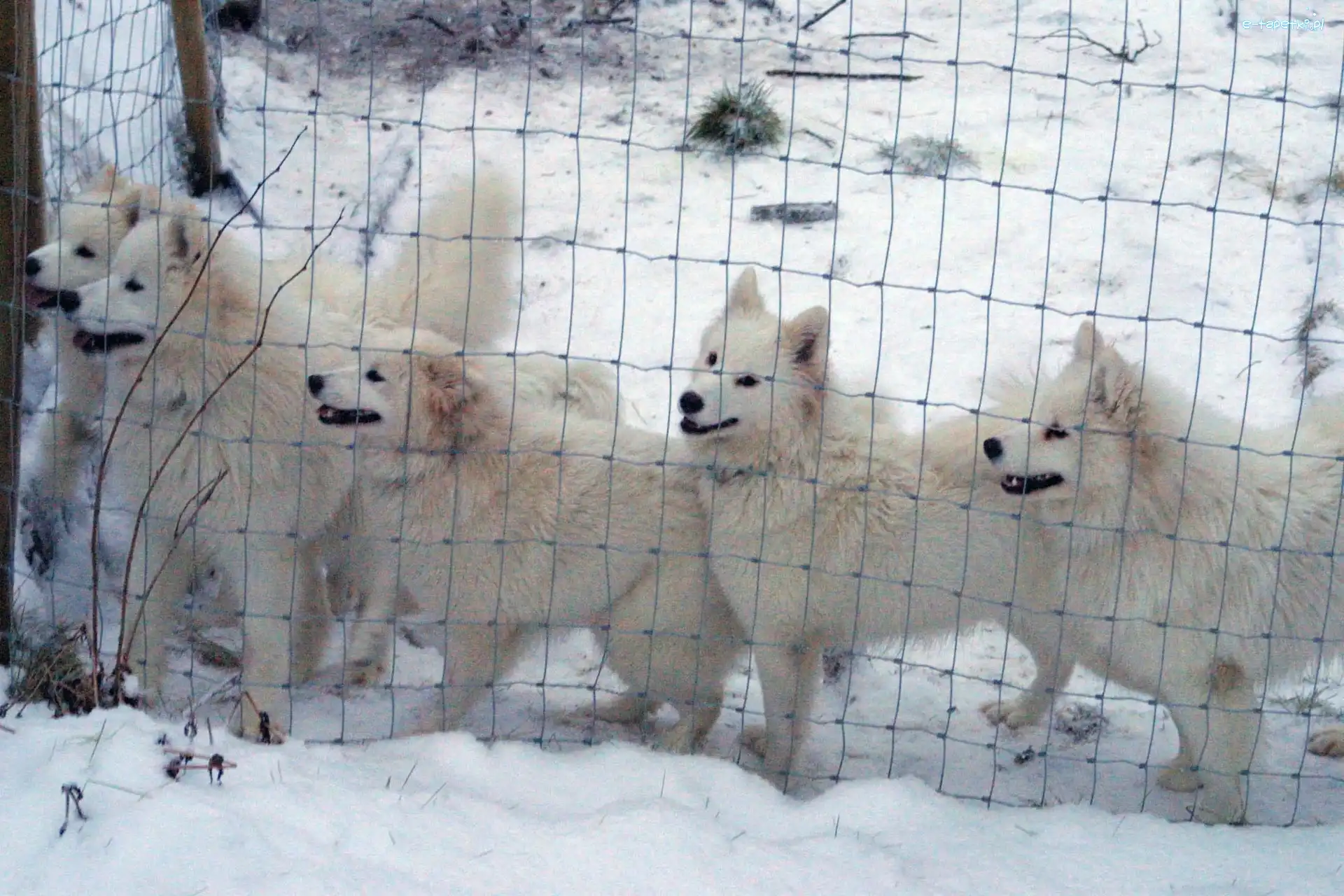 ogrodzenie, Samojed