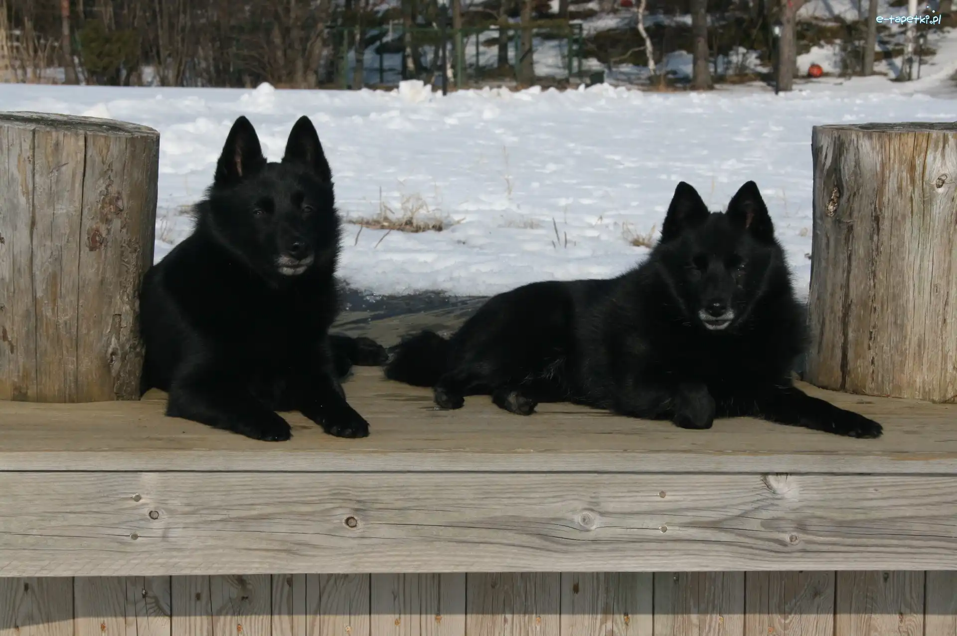 Schipperke, leżące, dwa