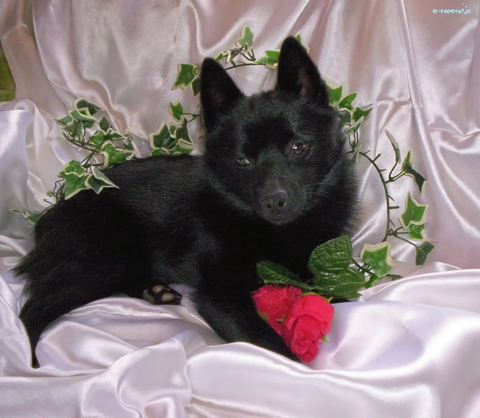 róża, Schipperke