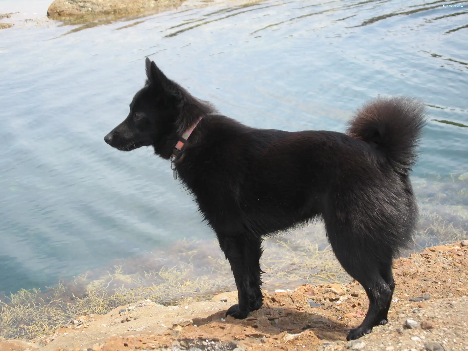 woda, Schipperke