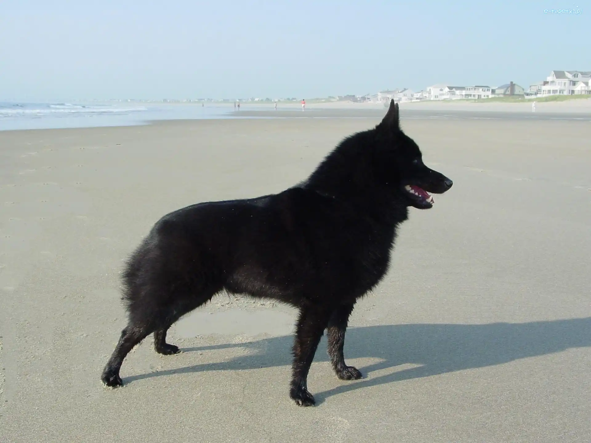 plaża, Schipperke