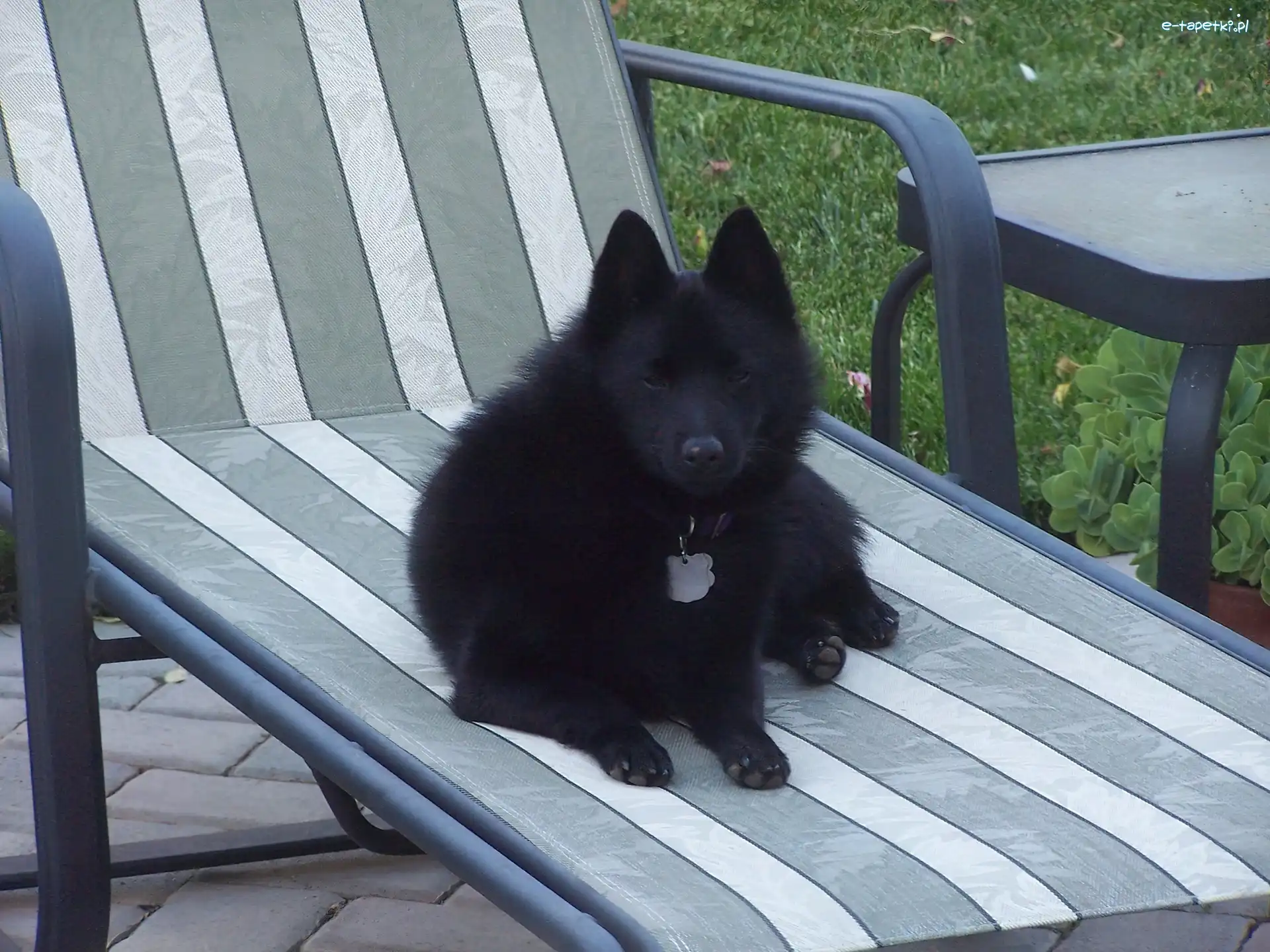 leżak, Schipperke
