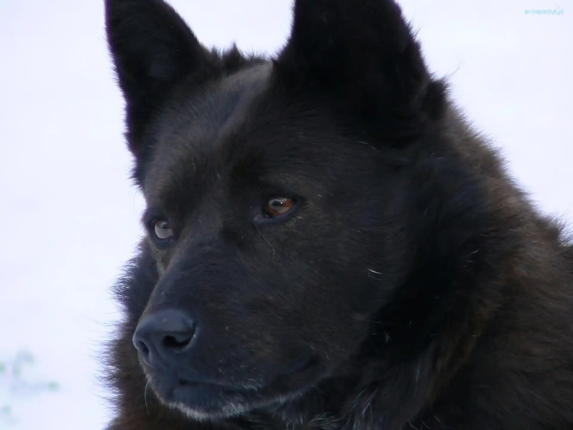 Schipperke, głowa