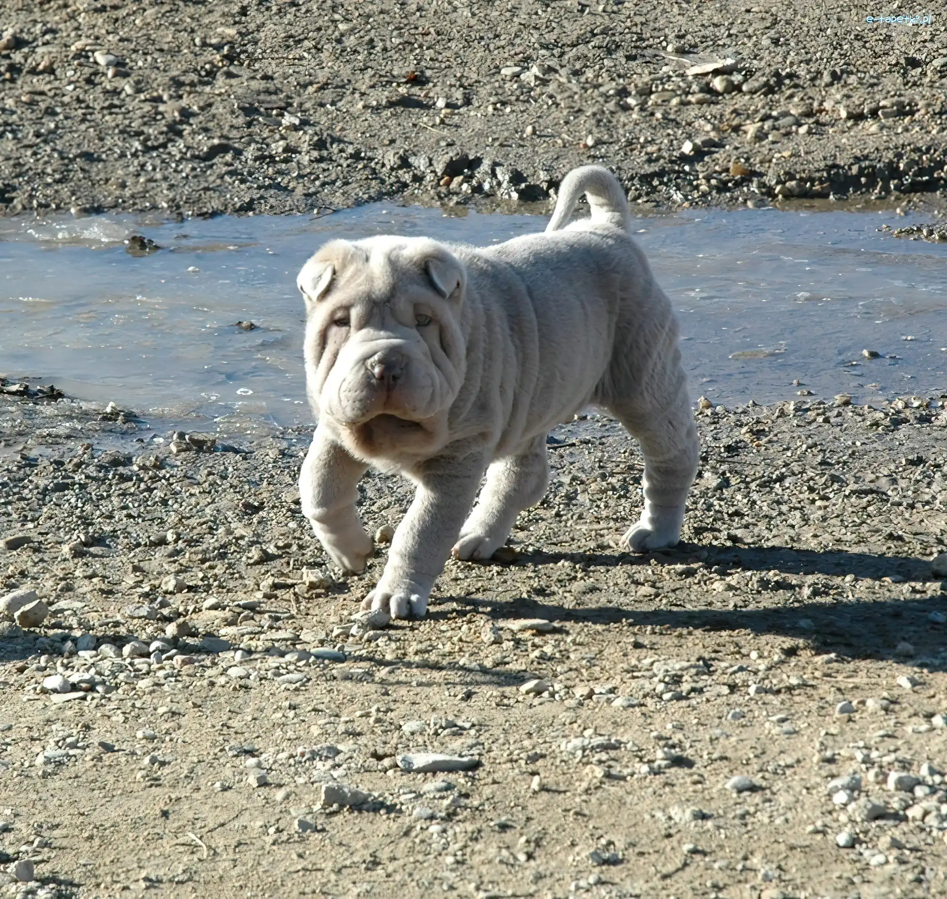 kamienie, woda, Shar Pei