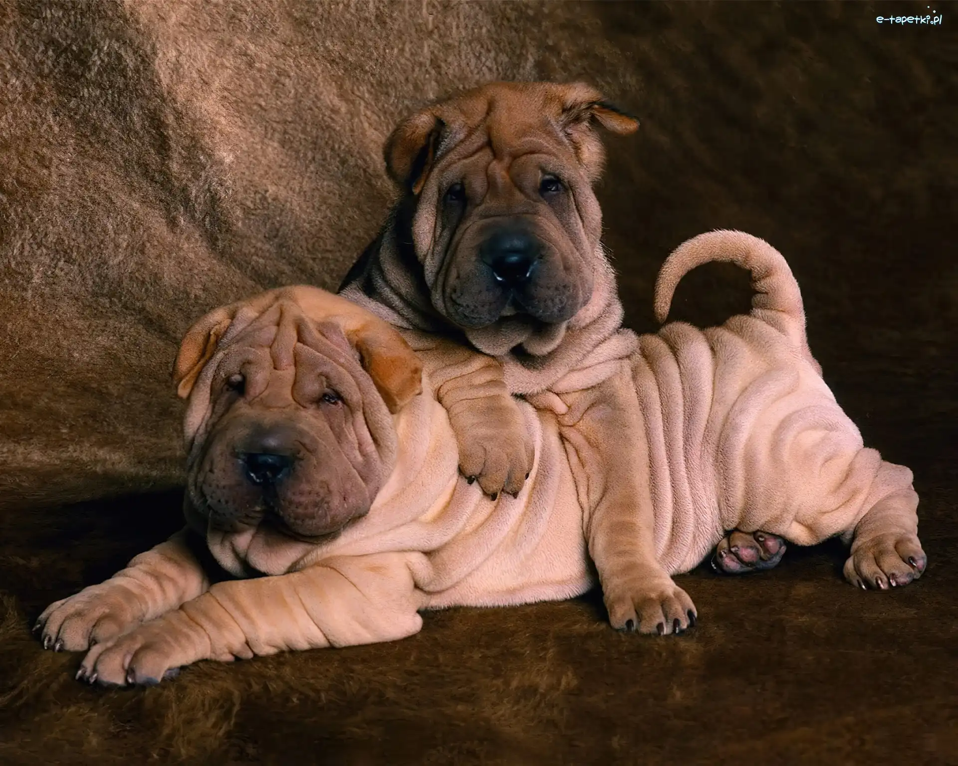 Shar Pei, słodkie, dwa
