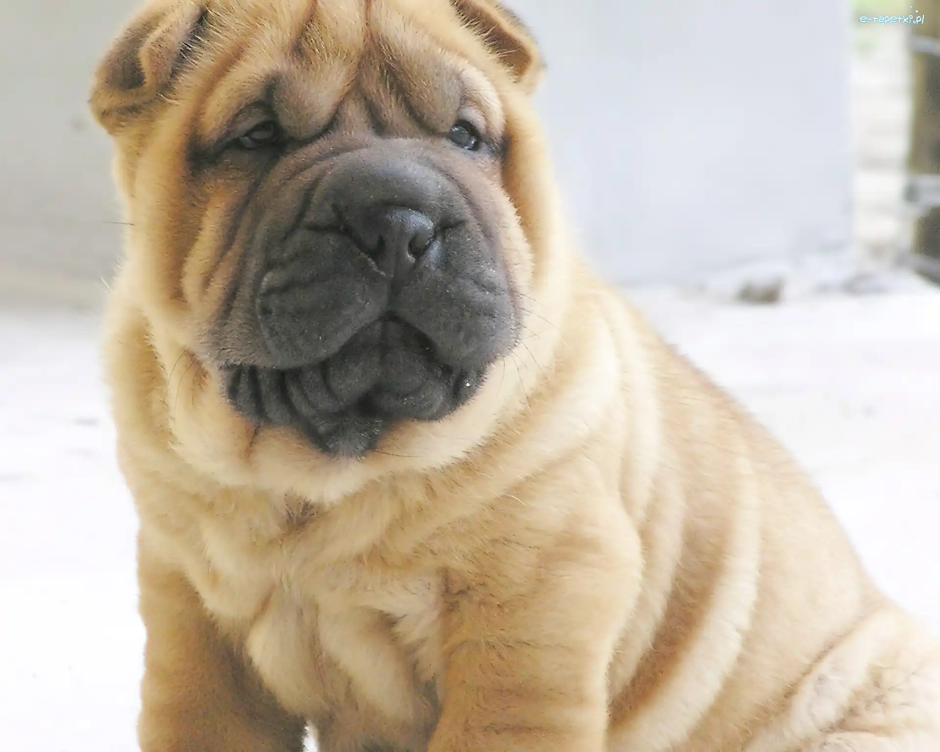 Shar Pei, mordka