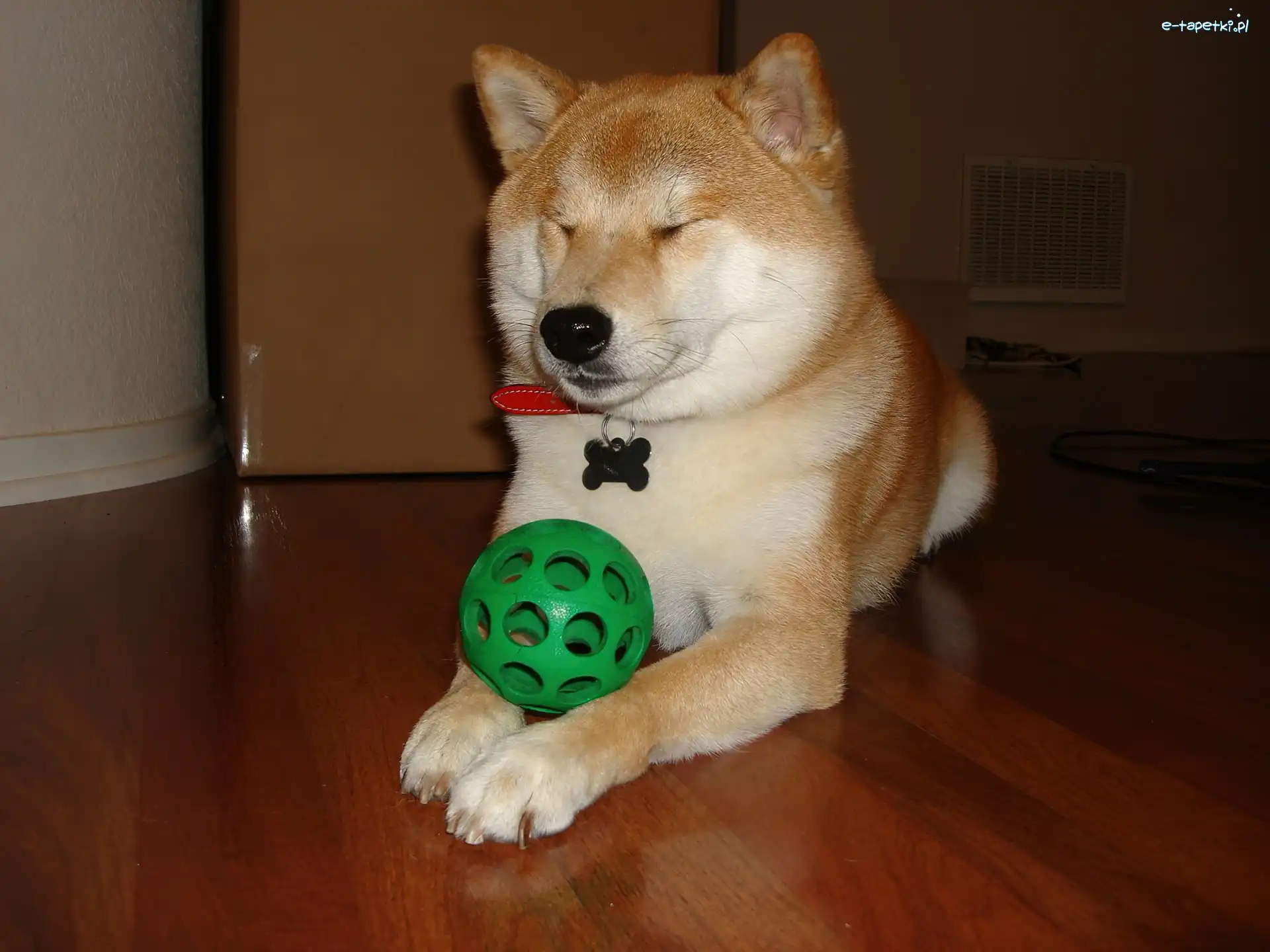 piłka, zielona, Shiba inu