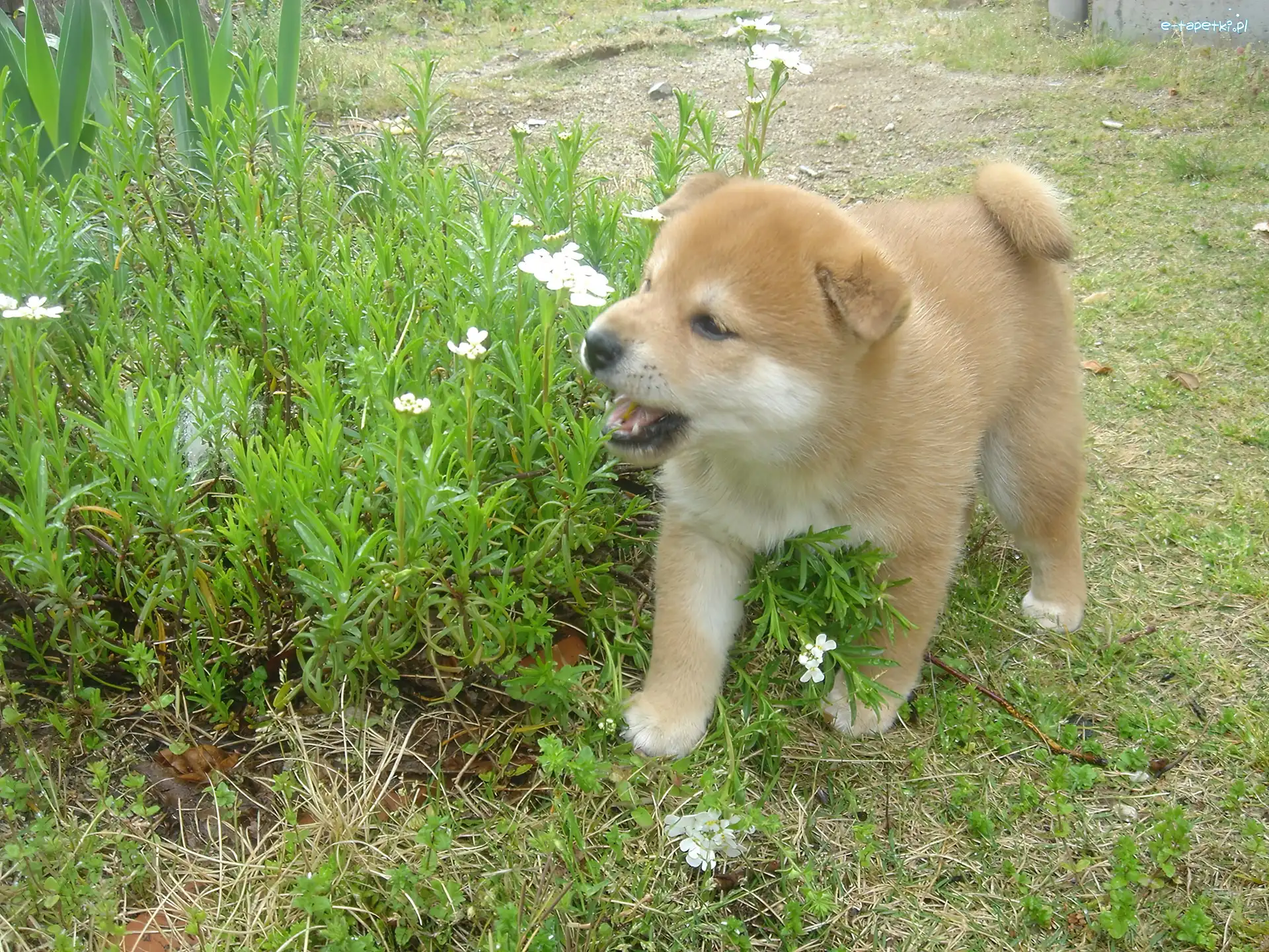 kwiatki, Shiba inu