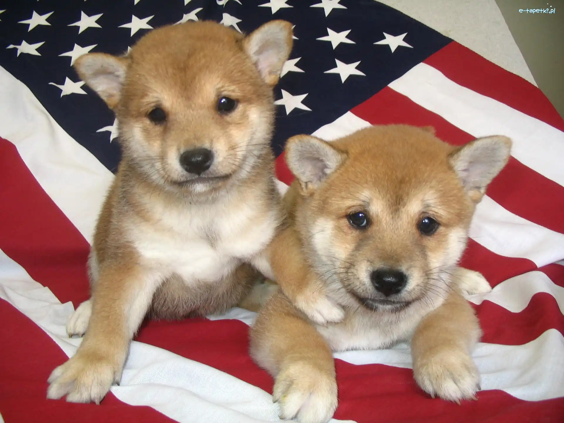 flaga USA, Shiba inu, dwa