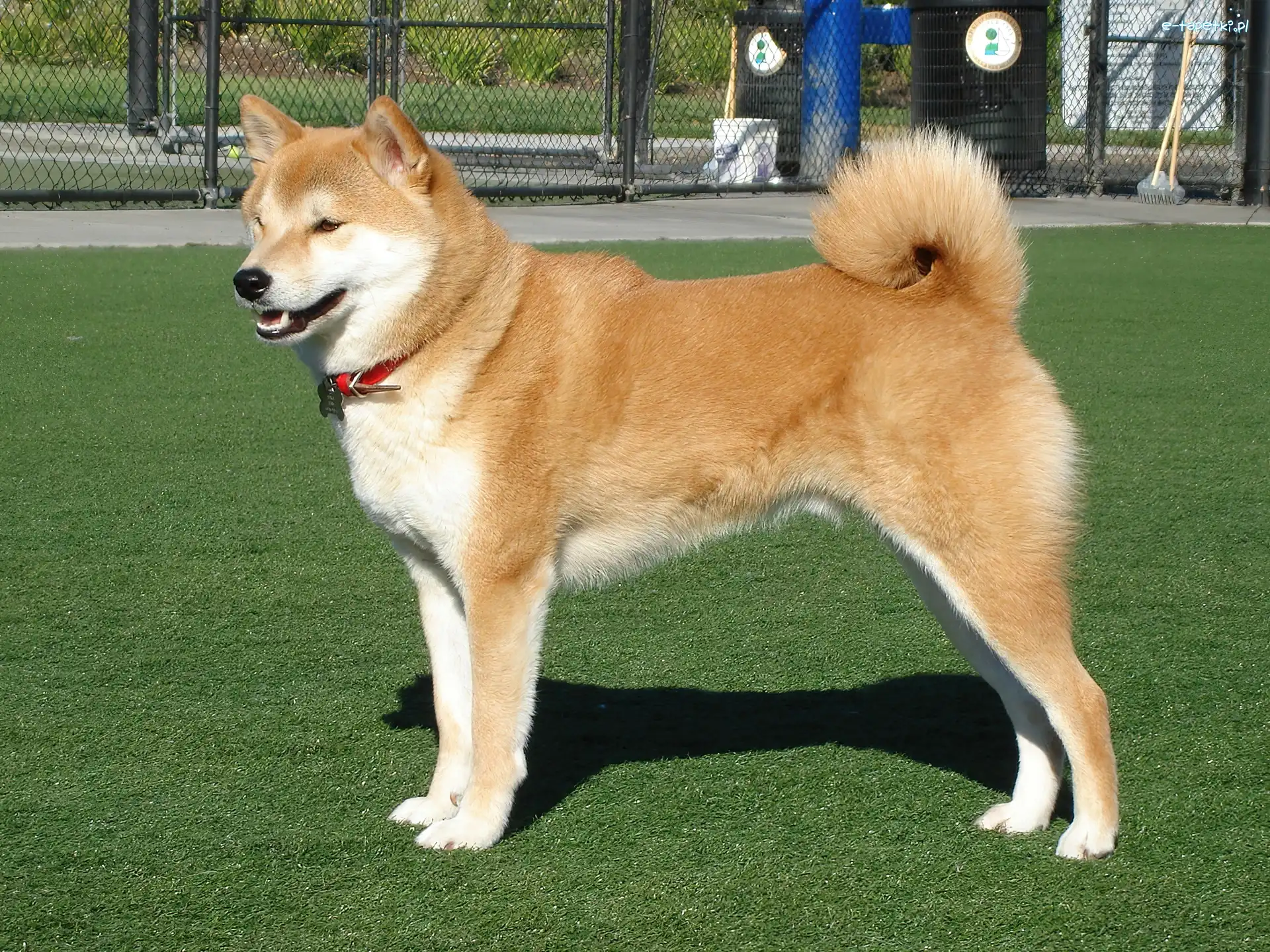 duży, trawa, Shiba inu, piękny