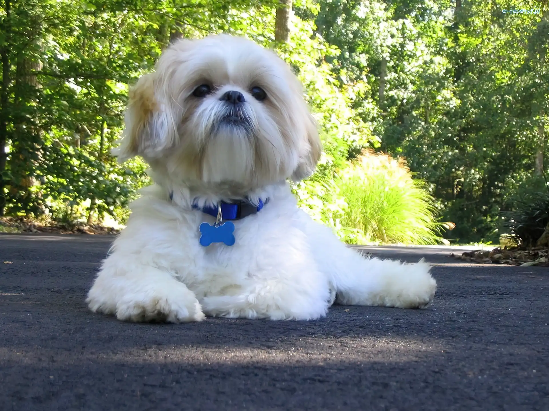 Shih Tzu, obroża, niebieska, biało-beżowy