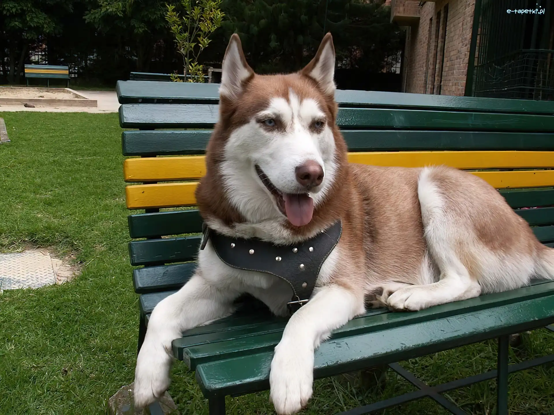 ławka, zielono-żółta, Siberian Husky