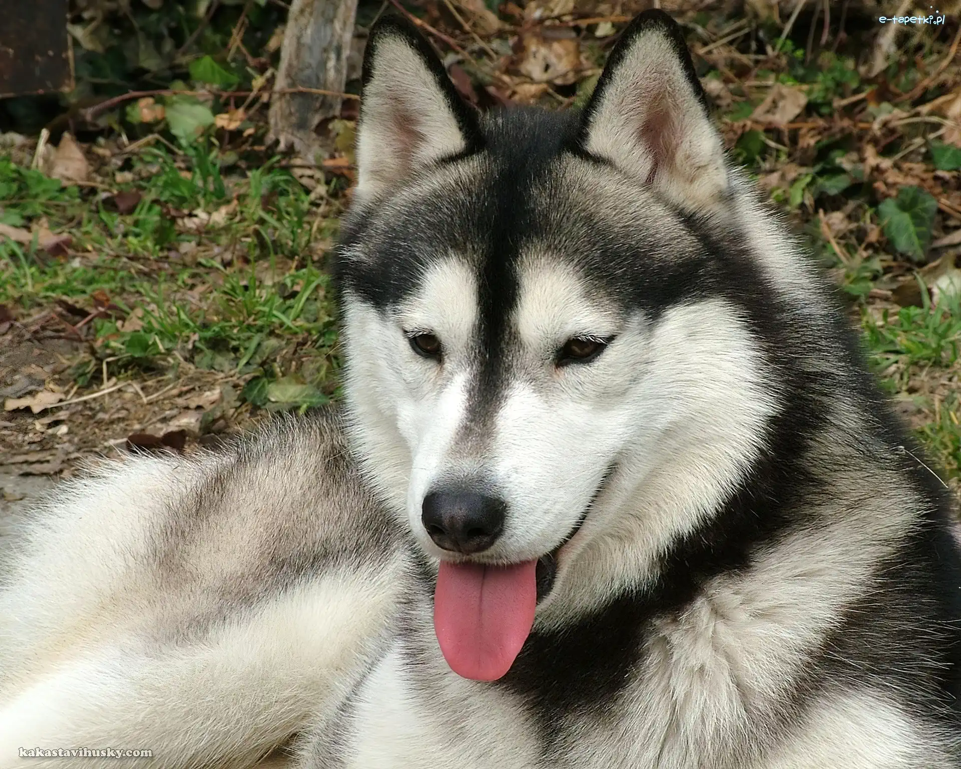język, Siberian Husky, czarno-biały