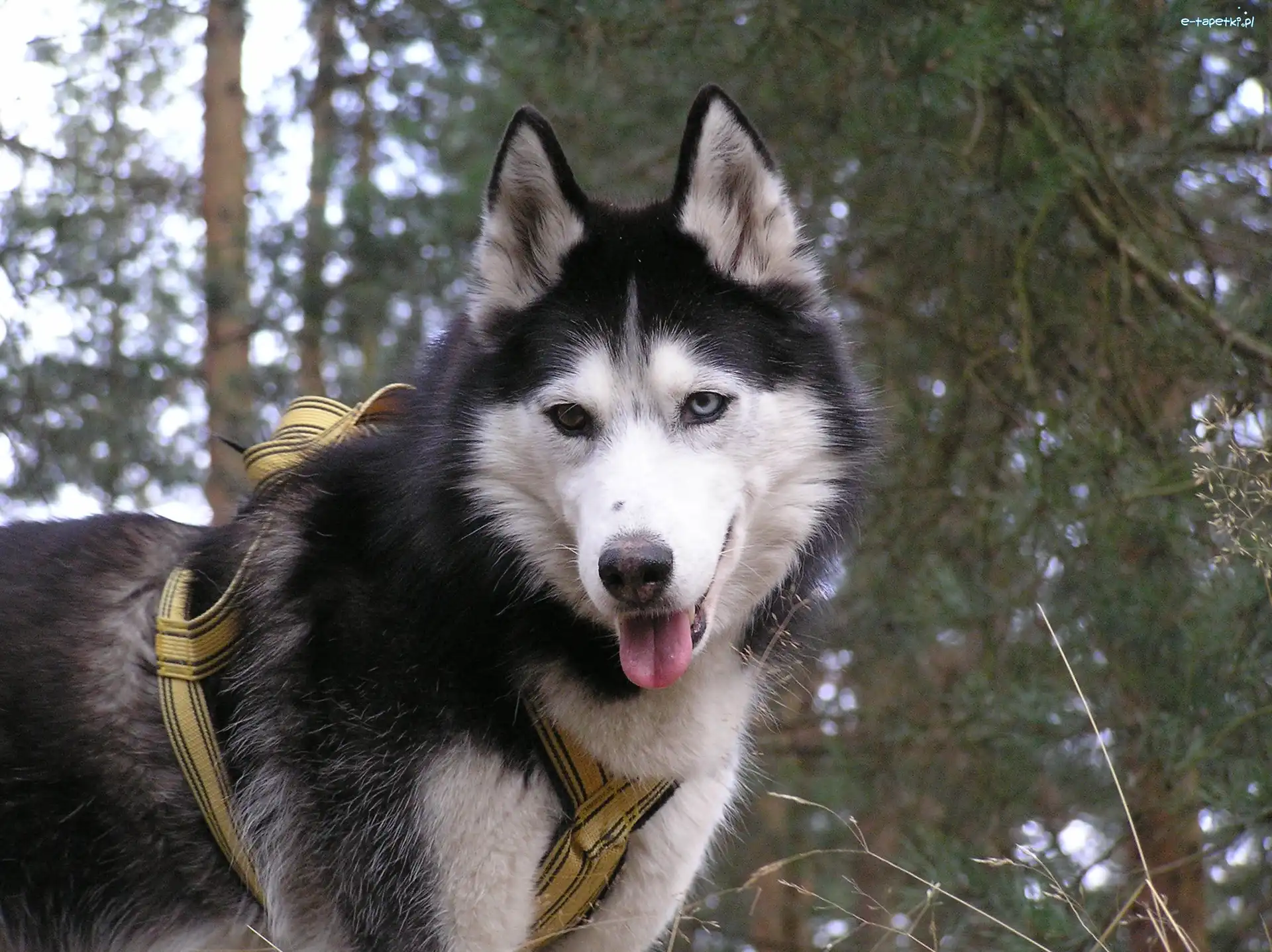 szelki, Siberian Husky