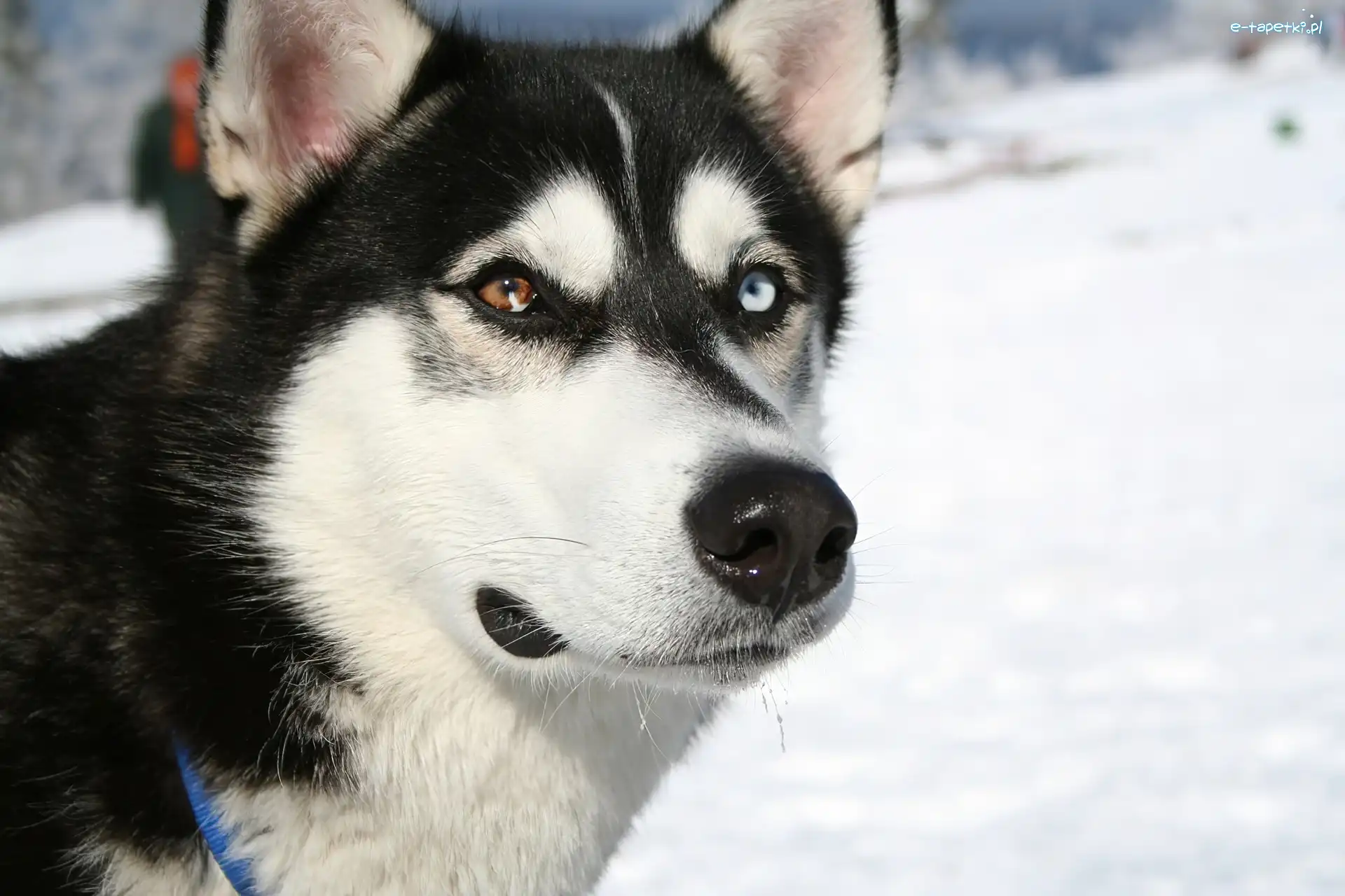 Siberian Husky, pysk