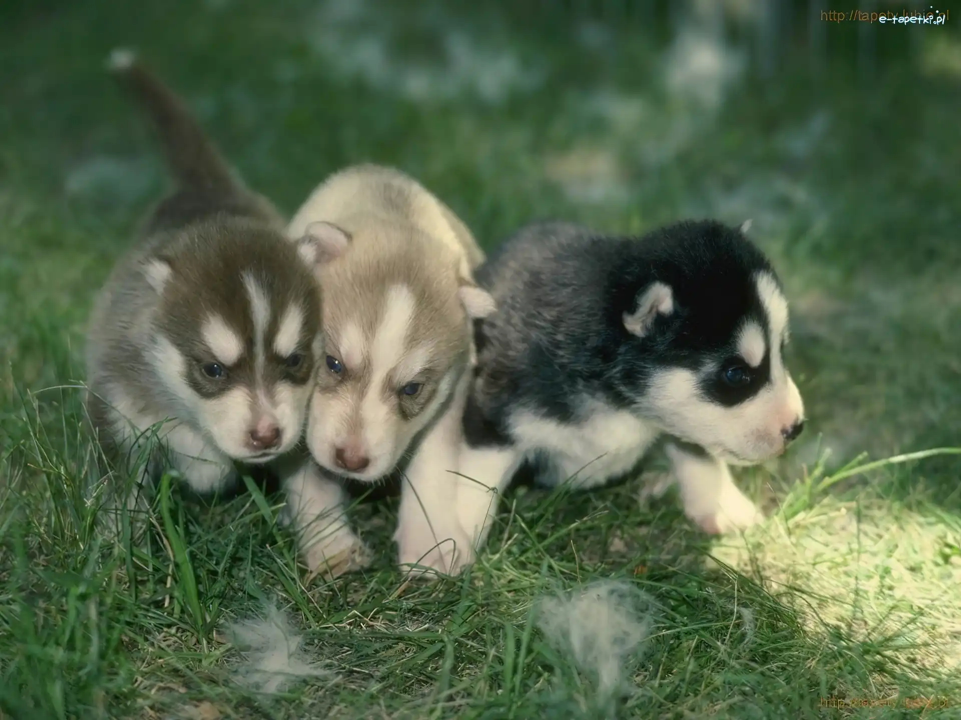 słodkie, Siberian Husky, szczeniaki, trzy
