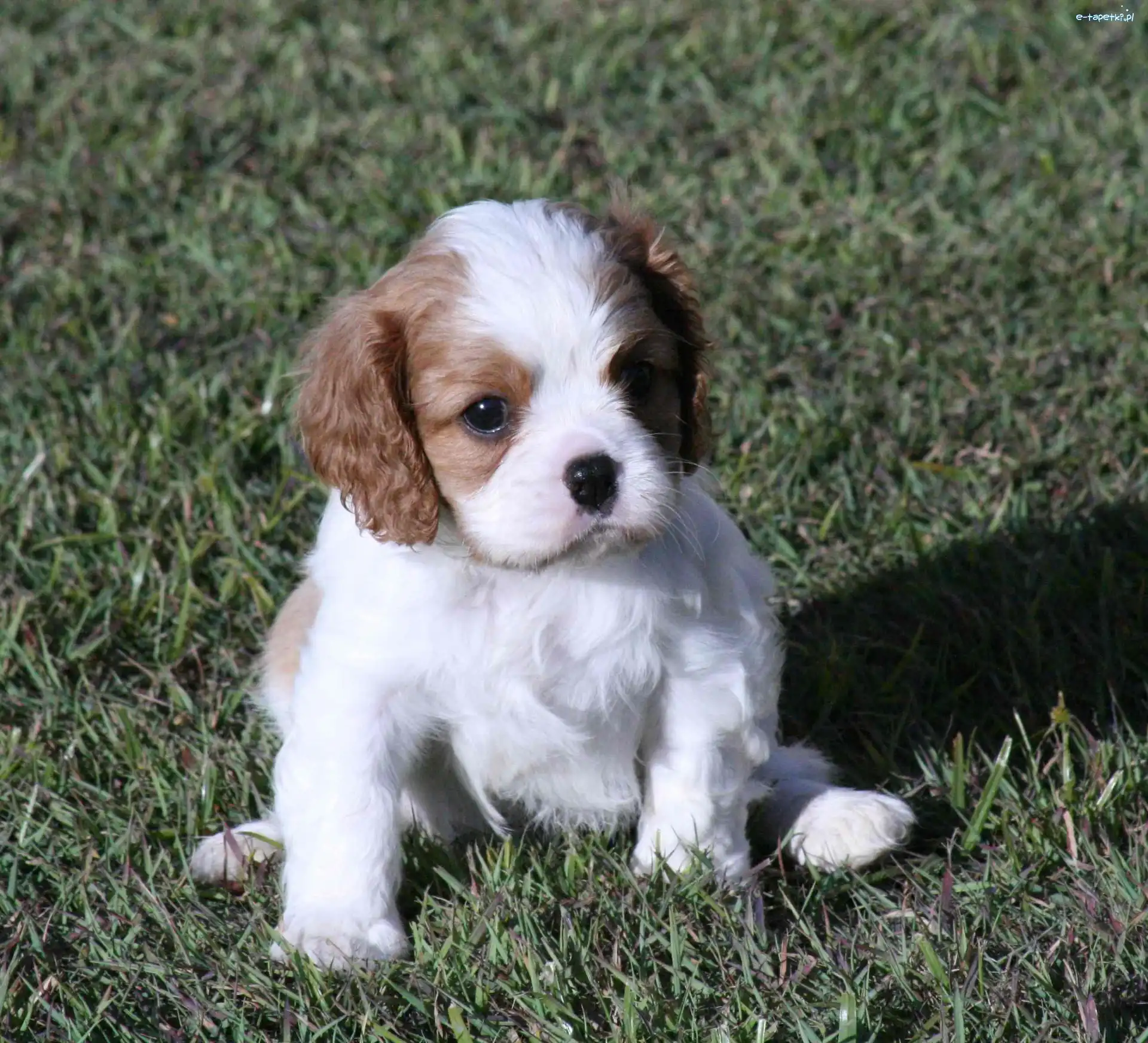 Cavalier King Charles spaniel, mały
