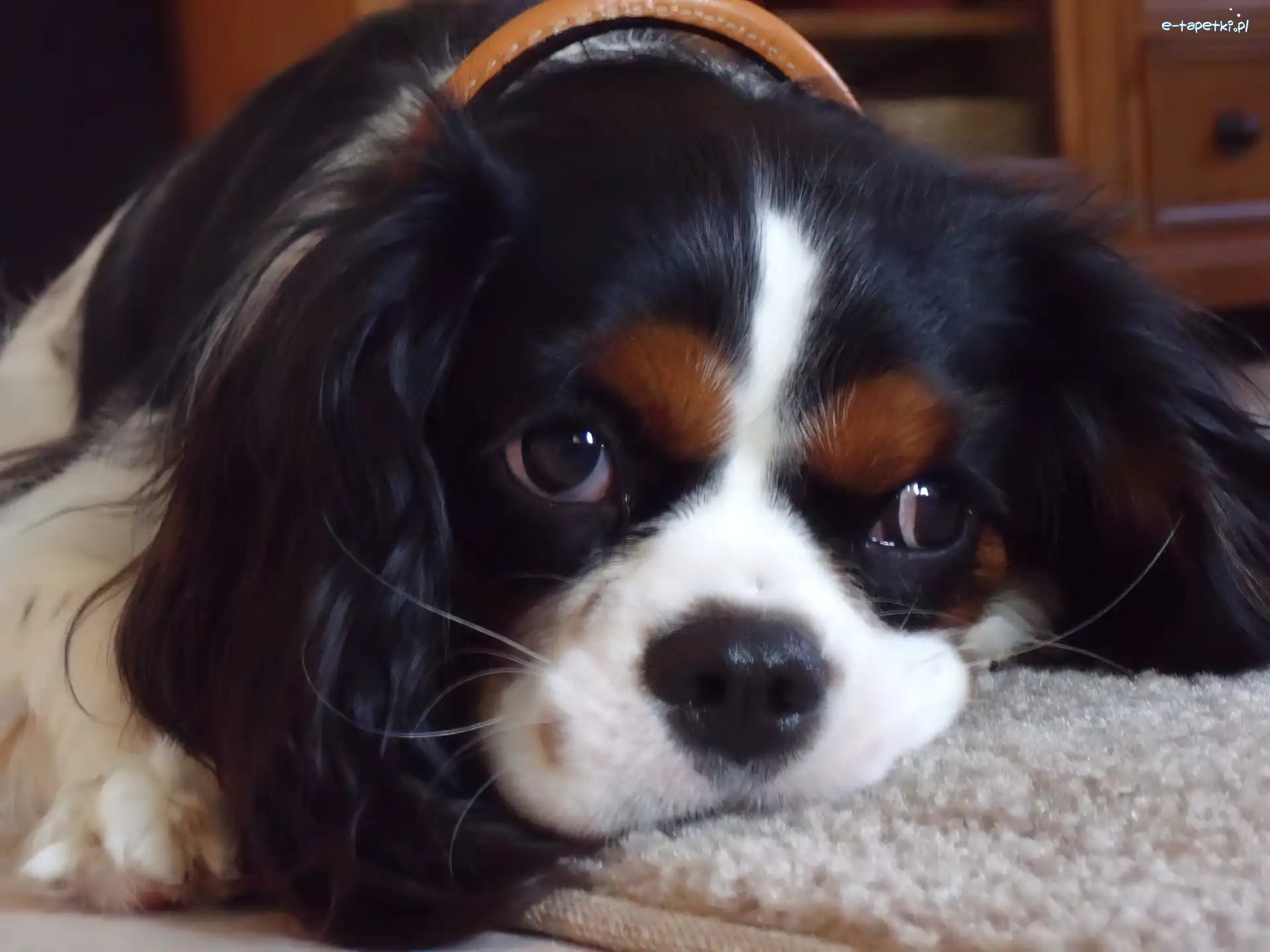 Cavalier King Charles spaniel, czarno-biały