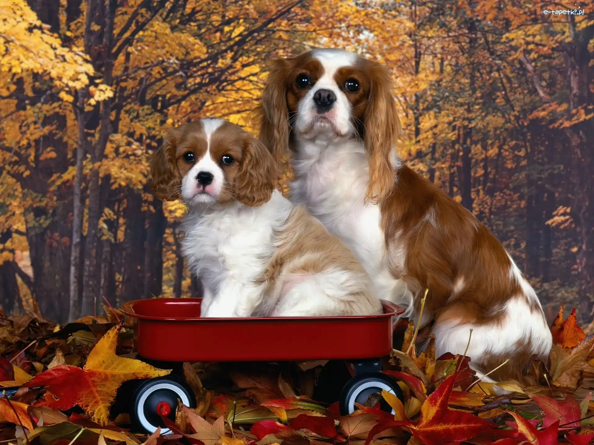 złota, Cavalier King Charles spaniel