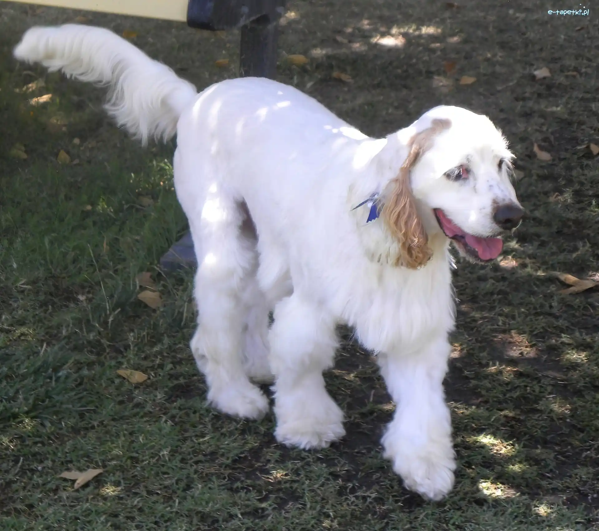 Clumber spaniel