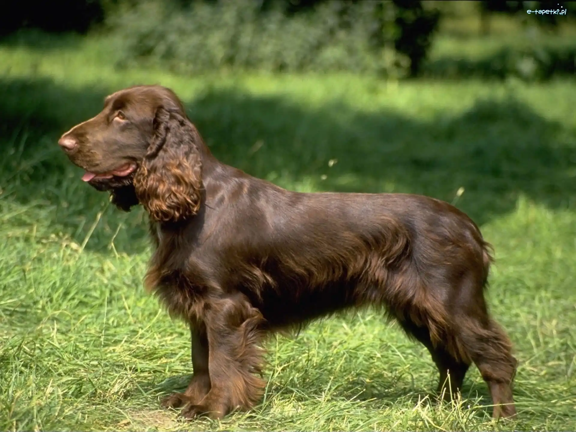 umaszczenie, brązowe, Field spaniel