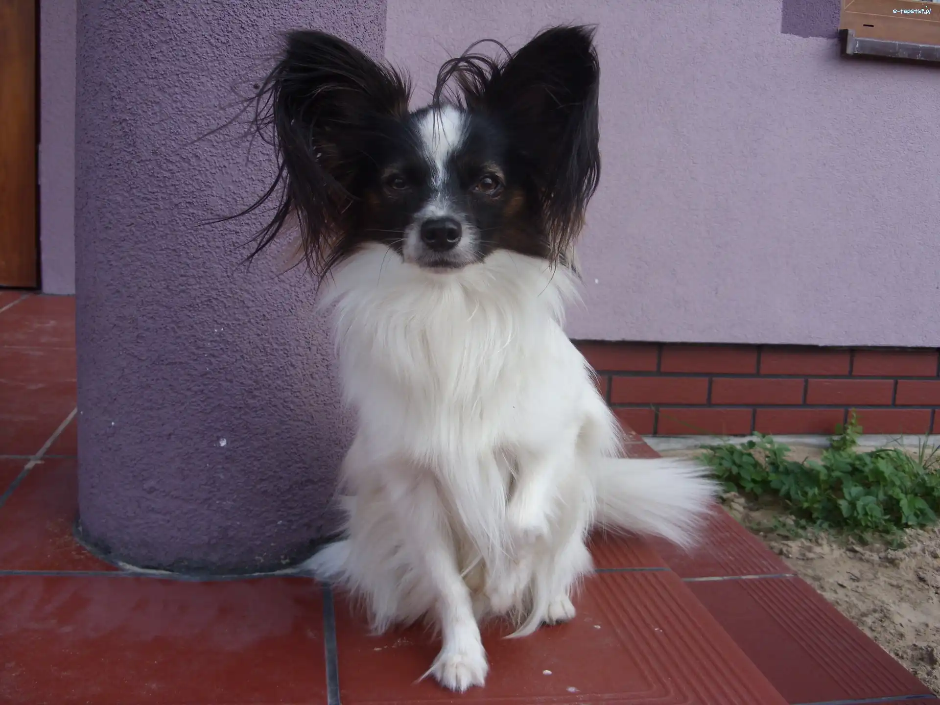 Spaniel kontynentalny miniaturowy Papillon, słodki