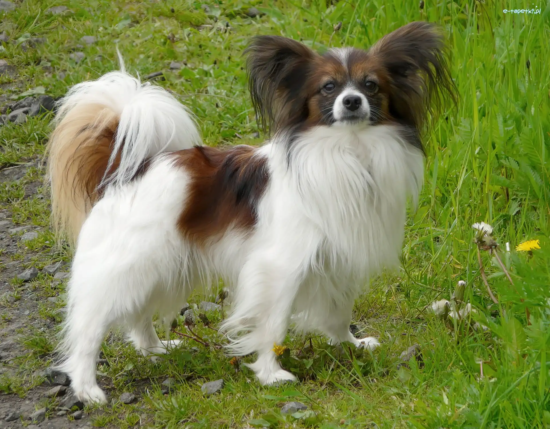 trawa, soczysta, Spaniel kontynentalny miniaturowy Phalene