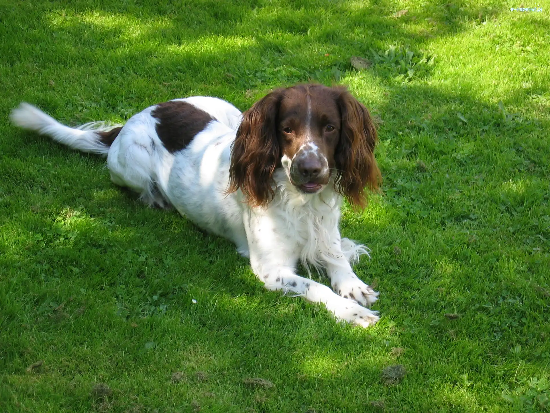 trawa, zielona, Springer spaniel angielski