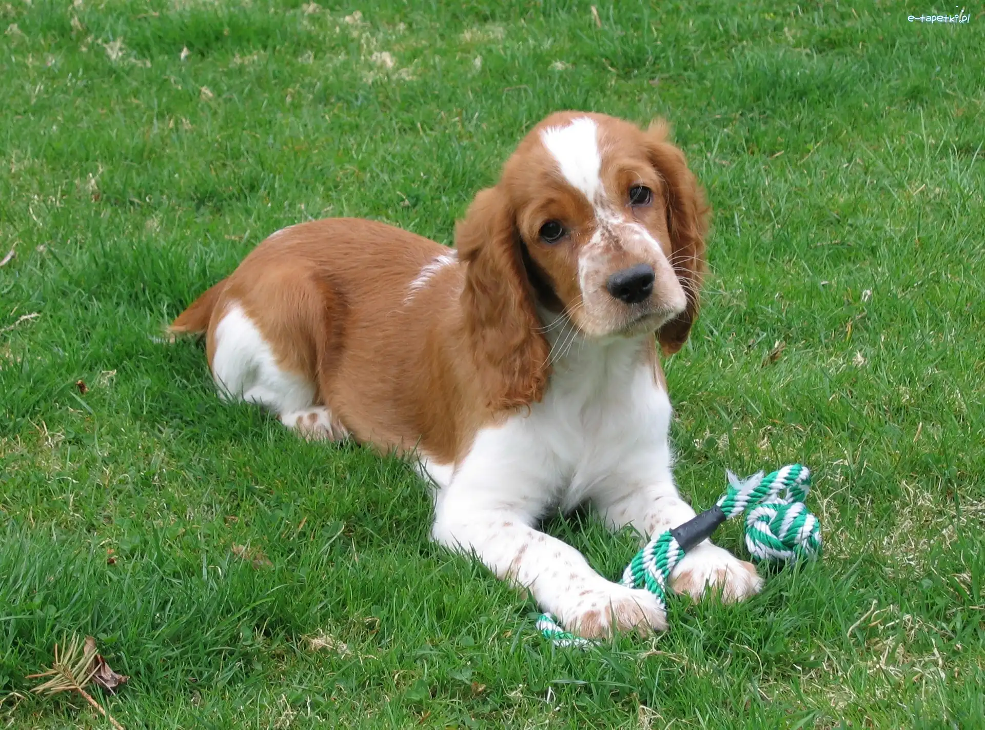 trawa, zielona, Springer spaniel walijski