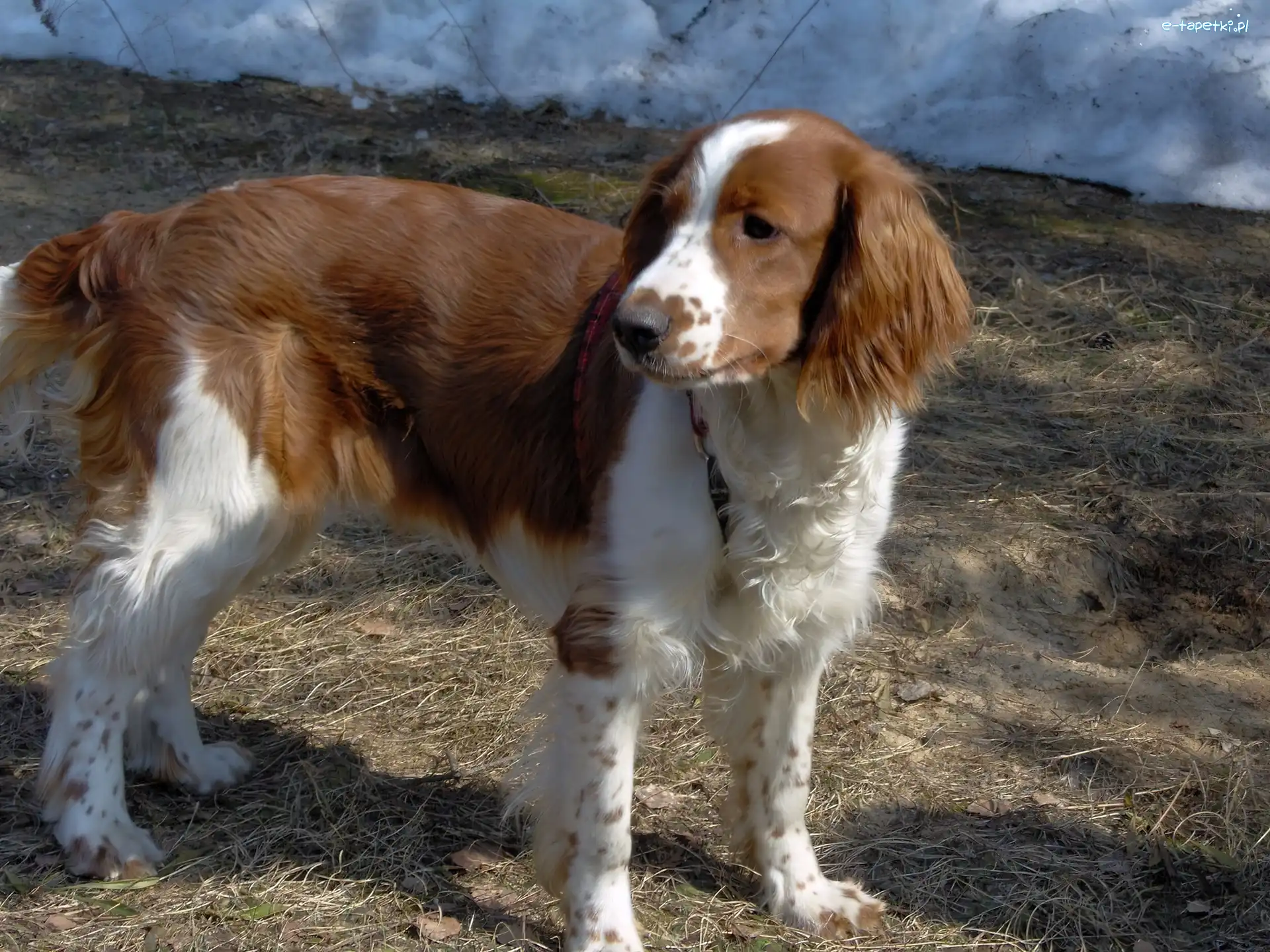 umaszczenie, rudo-białe, Springer spaniel walijski
