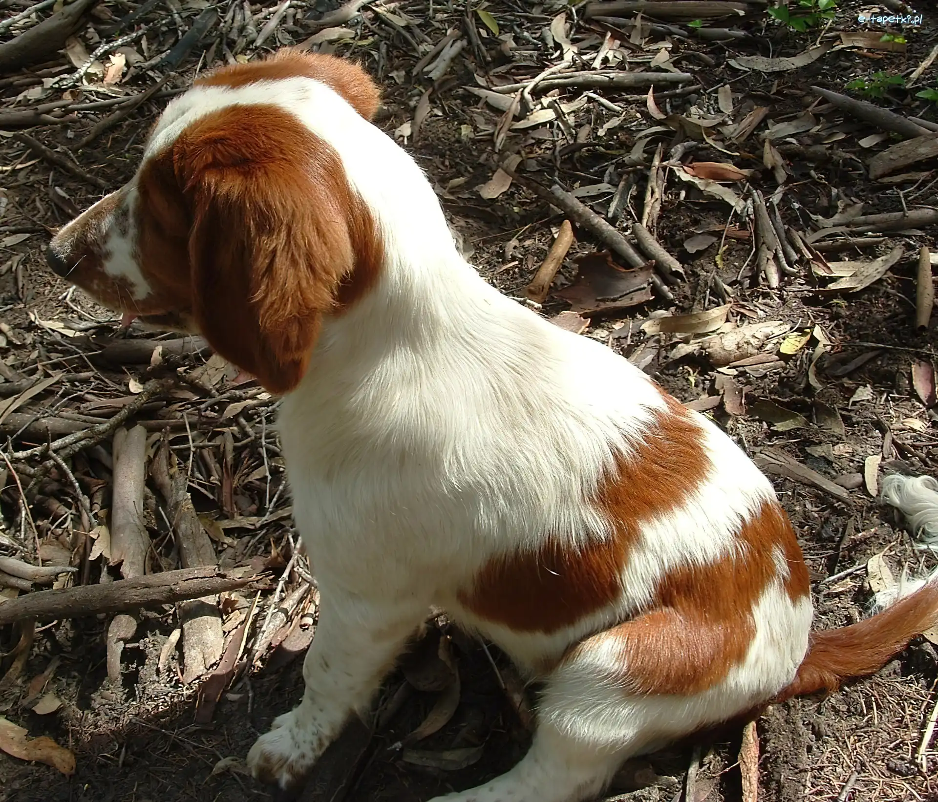 Springer spaniel walijski, szczeniak