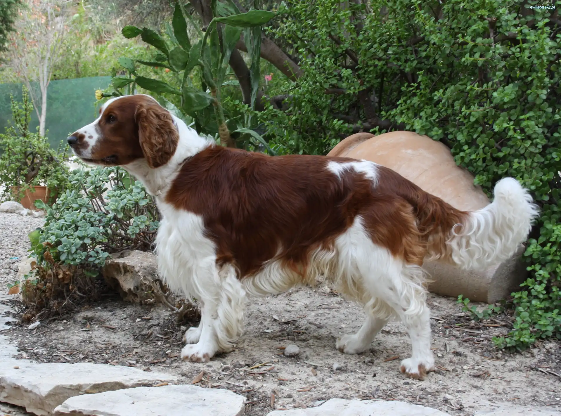 kaktus, Springer spaniel walijski