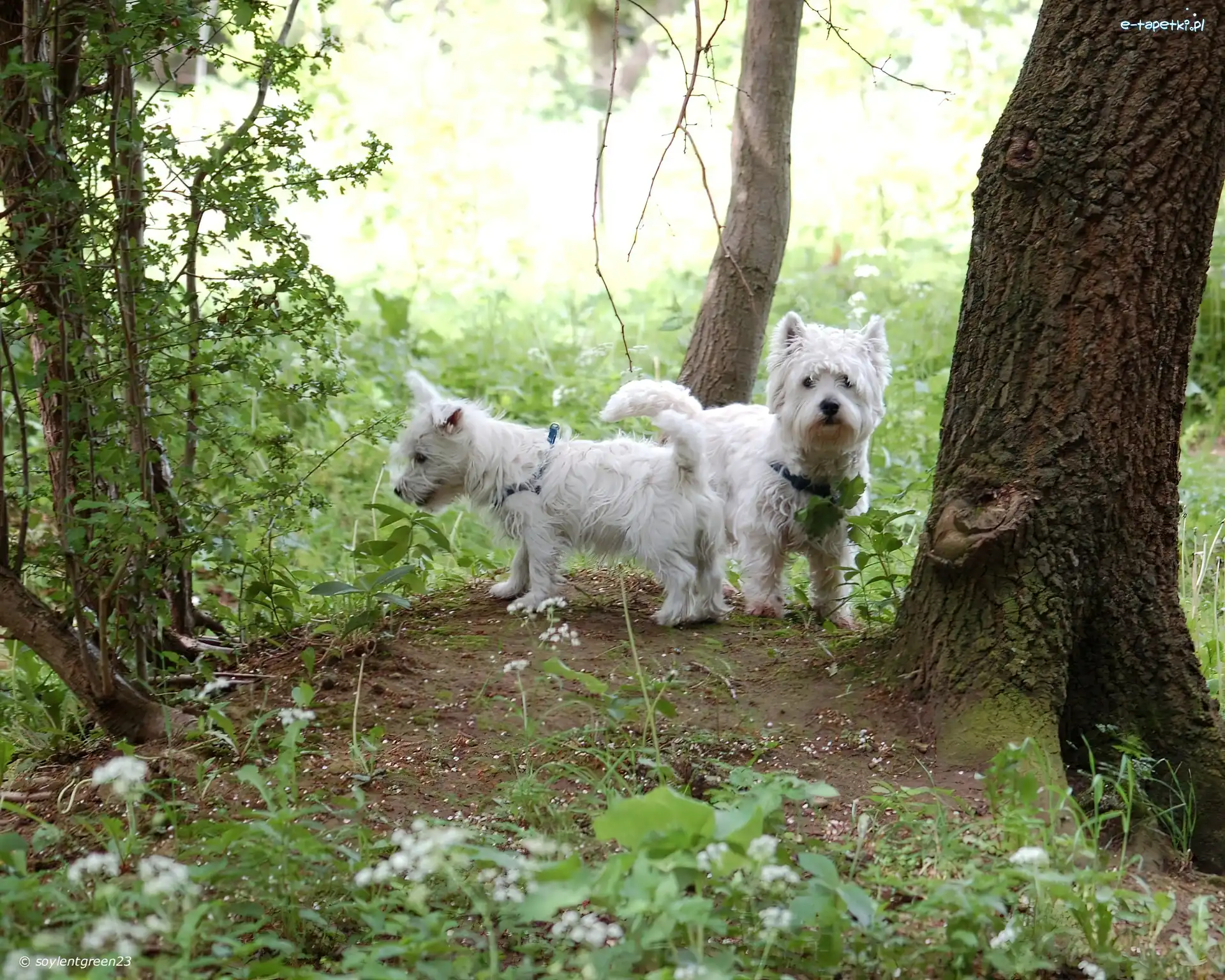 las, West Highland White Terriery, dwa