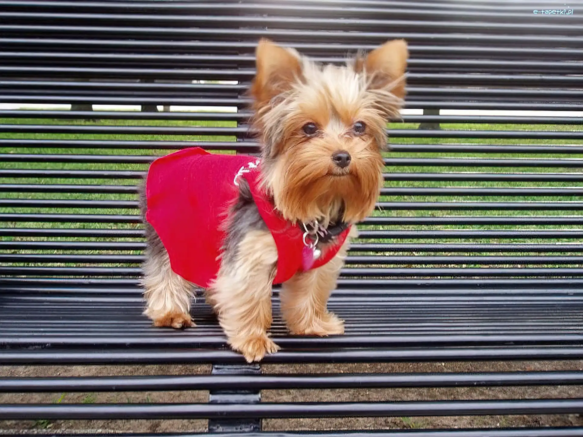 Yorkshire Terrier, ławka, metalowa, ubrany