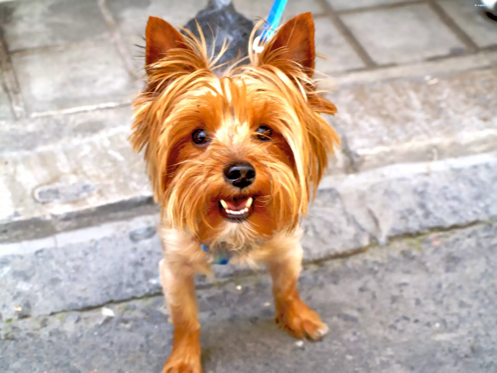 Yorkshire Terrier, mordka