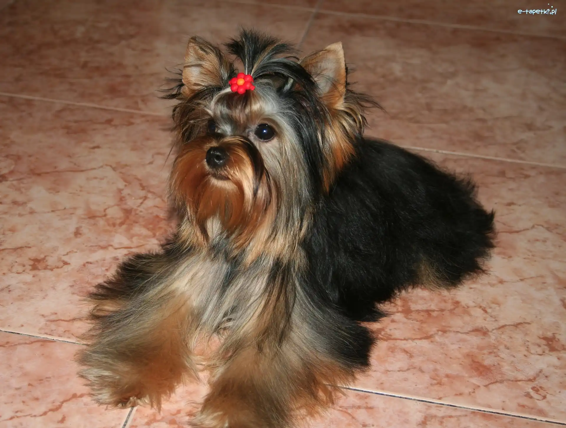 spinka, Yorkshire Terrier, słodki