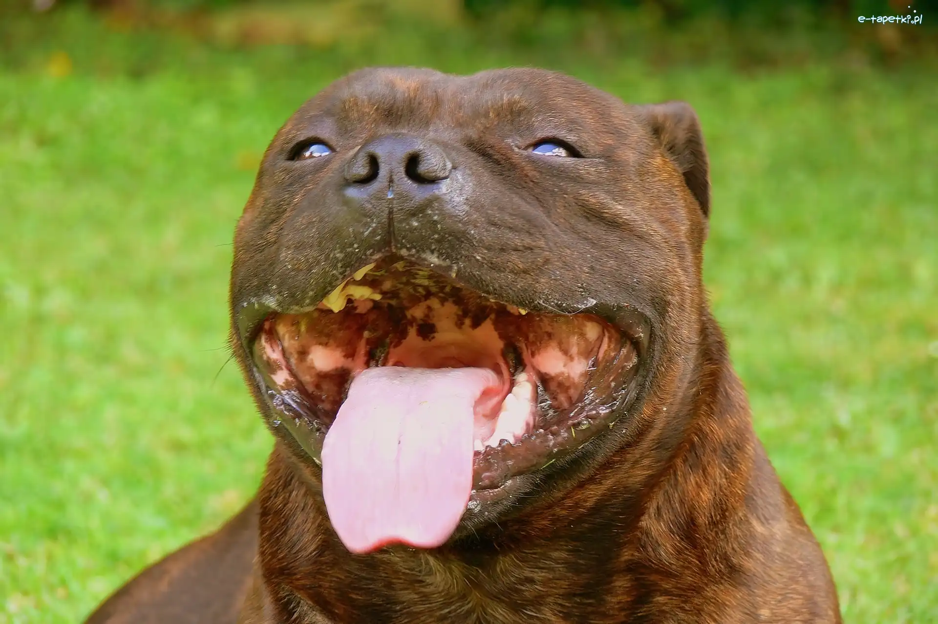 Staffordshire Bull Terrier, język, pysk
