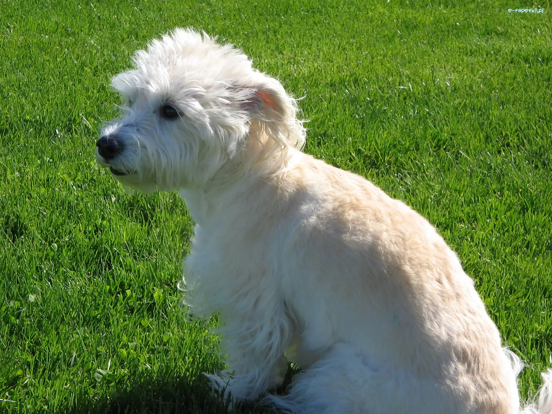 trawa, soczysta, Dandie Dinmont Terrier
