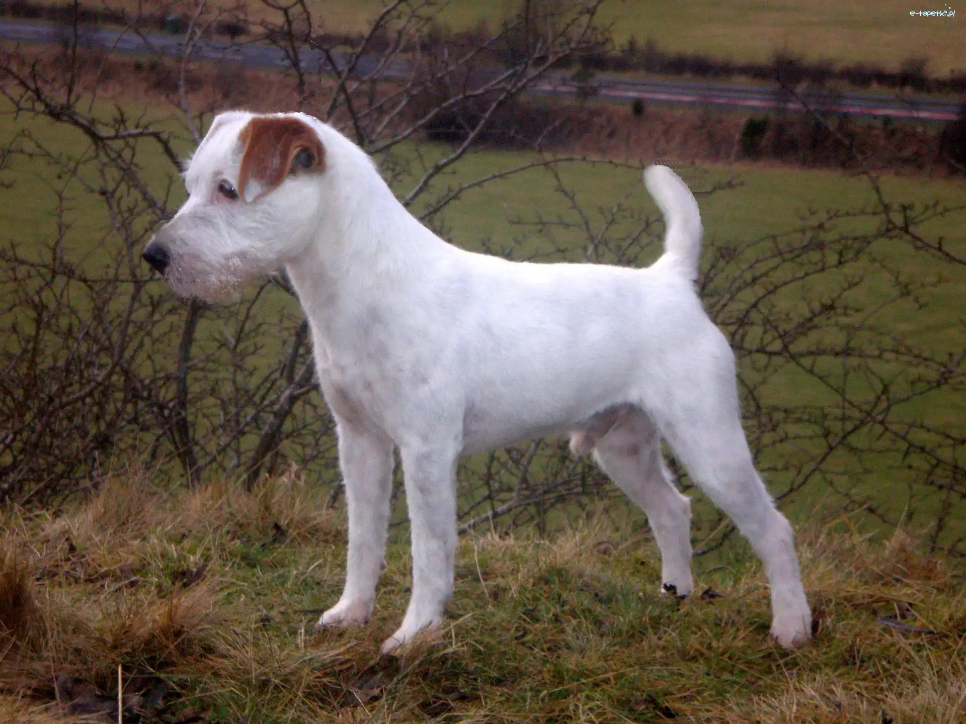 łąka, Parson Russell Terrier