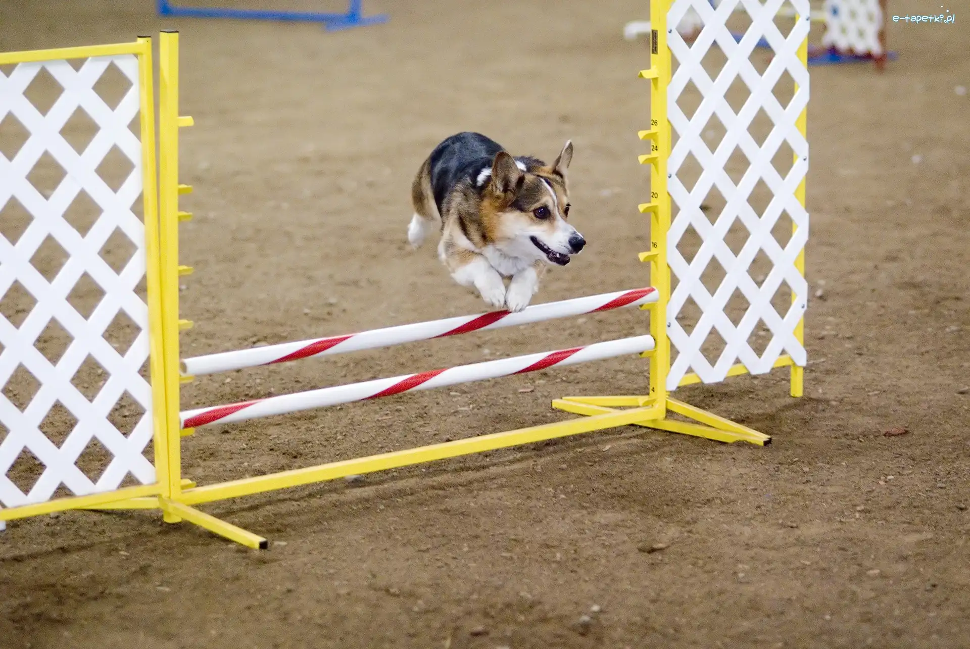 przeszkoda, Welsh corgi pembroke