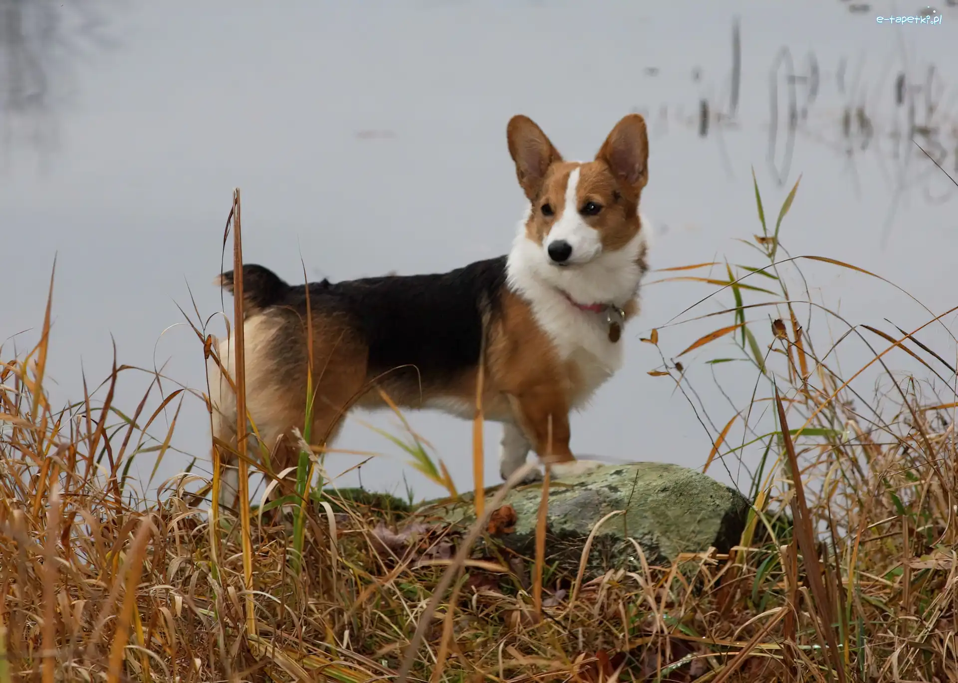 woda, Welsh corgi pembroke
