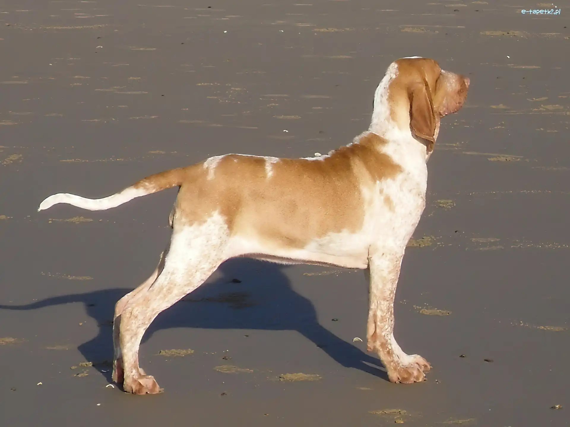 Bracco italiano, Wyżła włoskiego krótkowłosego, profil