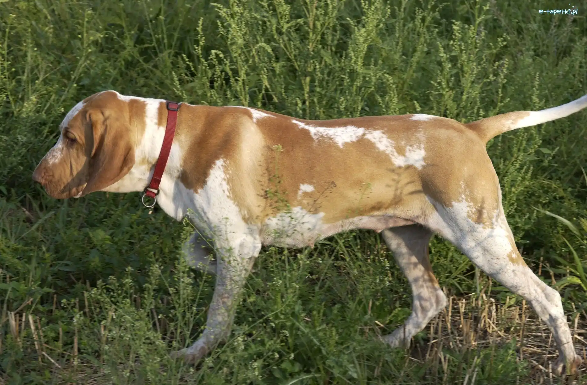 Wyżeł włoski krótkowłosy, czerwona, Bracco italiano, trawa, obroża