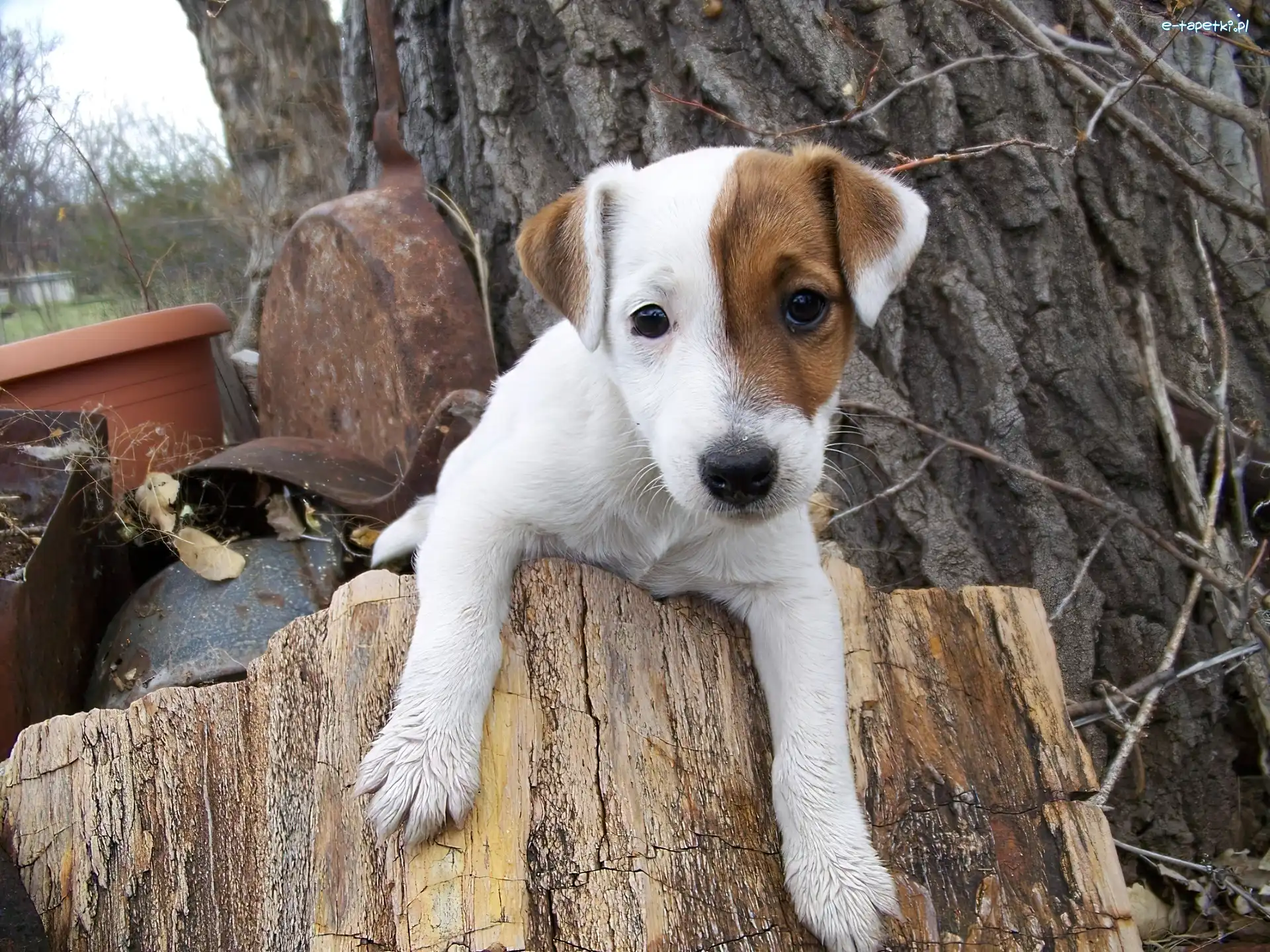 pieniek, Jack Russell Terrier