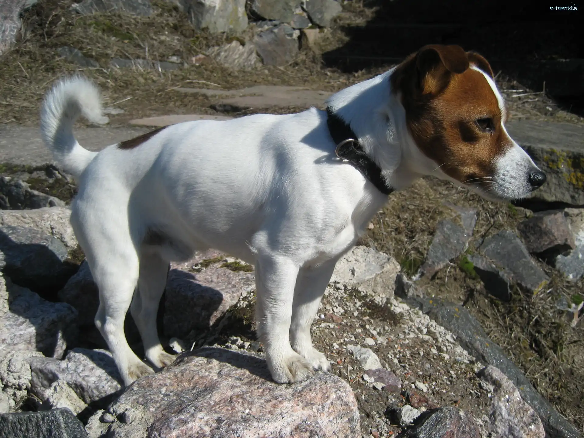 skały, Jack Russell Terrier