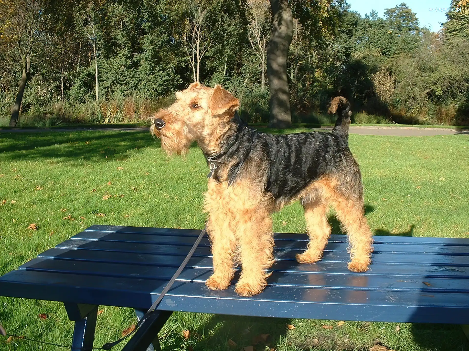 ławka, niebieska, Lakeland Terrier